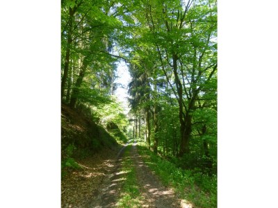 Holiday apartment Napoleone sur Moselle - Environment photo 29