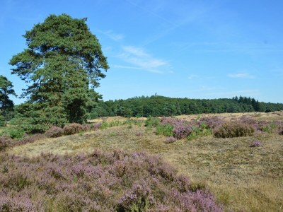 Chalet Chalet in Veluwe near Sauna Drôme - Environment photo 30