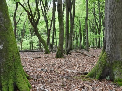 Chalet Chalet in Veluwe near Sauna Drôme - Environment photo 32