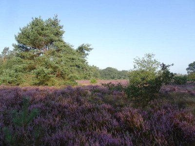 Chalet Chalet in Veluwe near Sauna Drôme - Environment photo 33