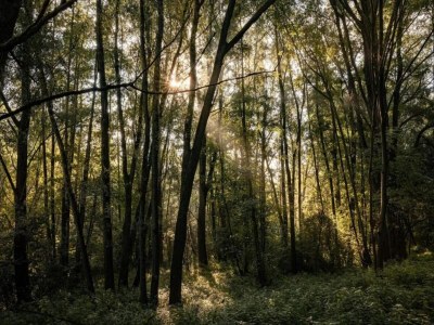Chalet Chalet in Veluwe near Sauna Drôme - Environment photo 34