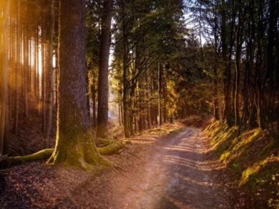 Chalet Chalet in Veluwe near Sauna Drôme - Environment photo 37