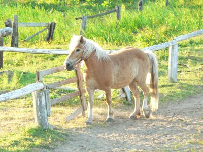 Holiday apartment at rügen - Environment photo 16