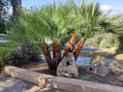 Holiday apartment Calvi-Lumio - Outdoor photo 10