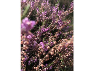 Holiday house Maack Wiesenblick - Environment photo 32