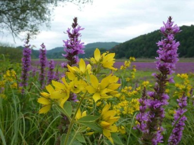 Apartment Ferienhaus in Obernburg am Edersee - Environment photo 26