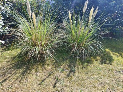 Bungalow van Wissen 3 - Outdoor photo 7