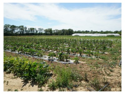 Holiday house Ferienhaus Portiragnes Plage - Environment photo 20