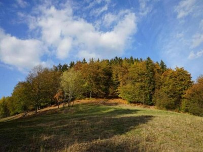 Holiday house Forest-Fringed Comfort - Environment photo 28