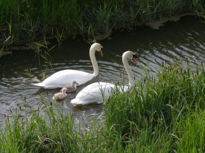 Holiday house Geestmerambacht Rekerlanden 196, Schoorldam - Environment photo 13