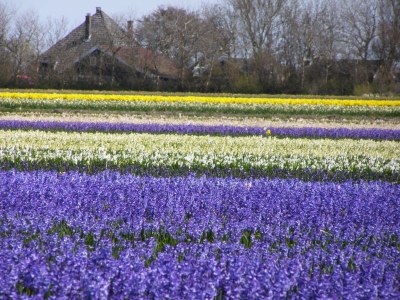 Holiday house Geestmerambacht Rekerlanden 196, Schoorldam - Environment photo 14