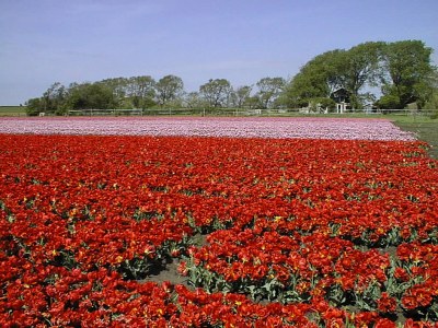 Holiday house Geestmerambacht Rekerlanden 196, Schoorldam - Environment photo 16
