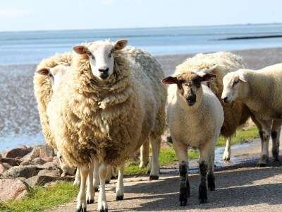 Holiday house Cottage Nordlicht - Environment photo 18