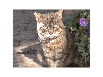 Holiday house Cottage Nordlicht - Environment photo 20