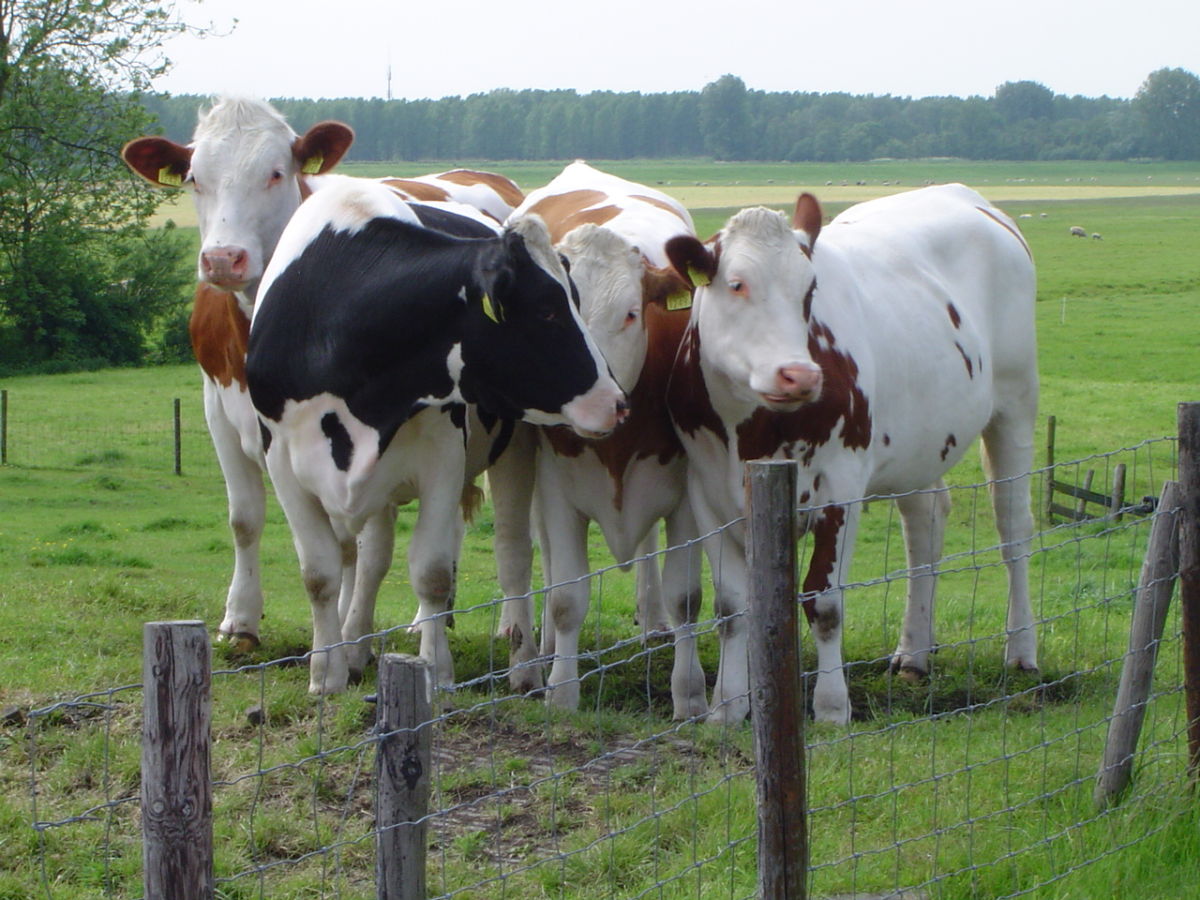 Holiday apartment on the farm - Hoeve Nooitgedacht - Outdoor photo 4