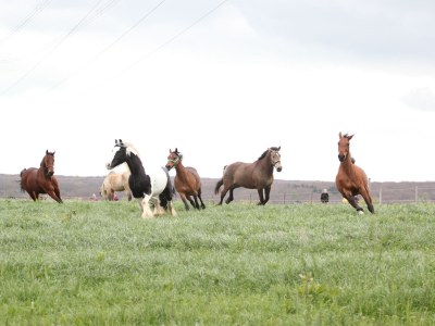 Holiday apartment Stollwerk - Environment photo 8