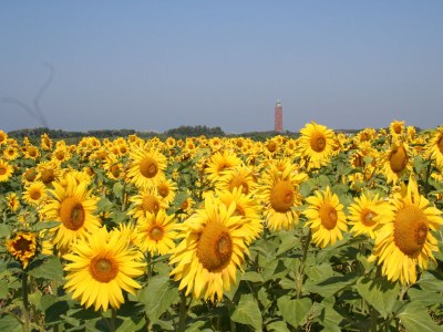 Holiday house Huijsmansverhuur Type B Comfort Zuiderdiep 14 - Environment photo 16