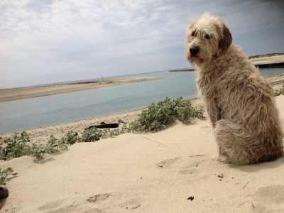 Holiday house "La Taupe"  2km from the beach! - Environment photo 20