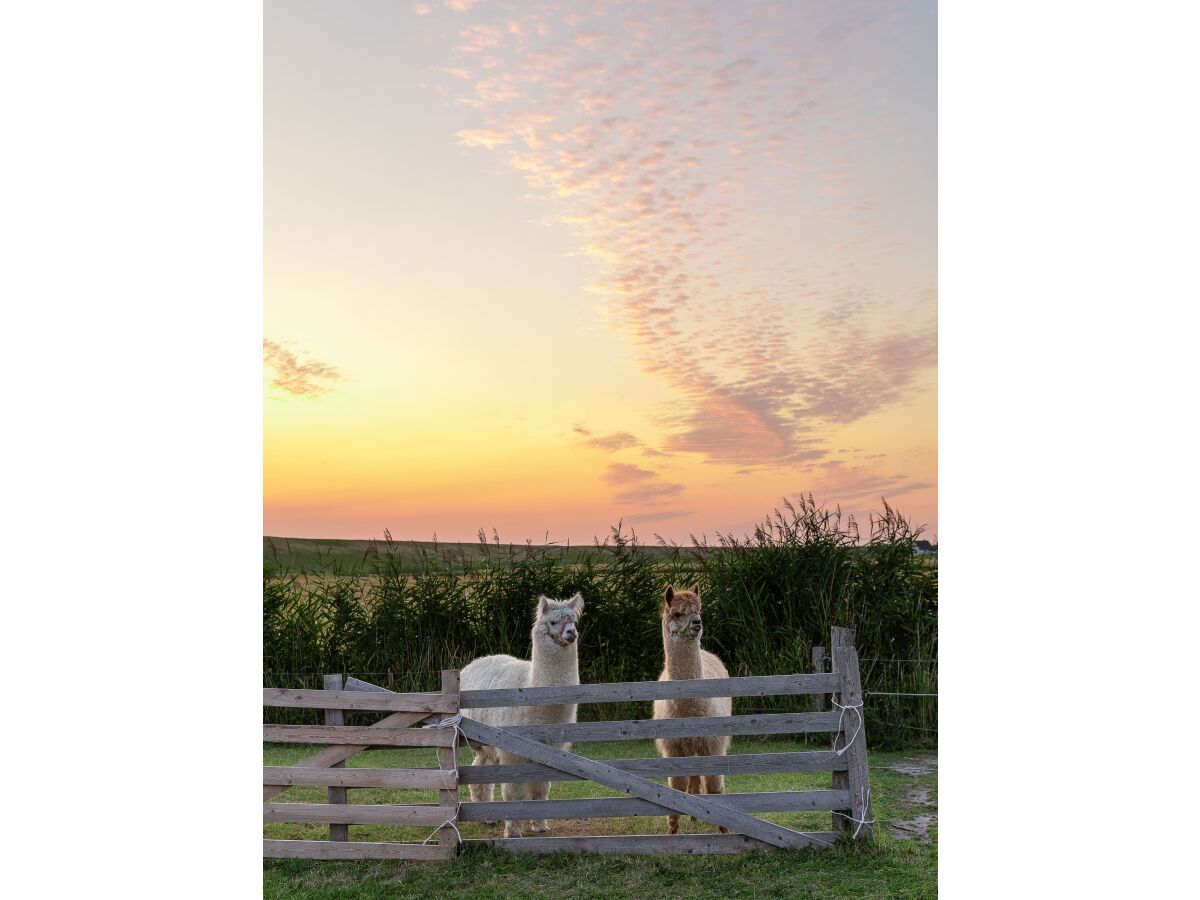 Holiday apartment Mühlenblick auf dem Ferienhof Nordseeblick - Outdoor photo 5