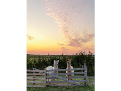 Holiday apartment Mühlenblick auf dem Ferienhof Nordseeblick - Outdoor photo 5