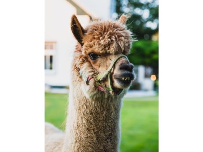 Holiday apartment Mühlenblick auf dem Ferienhof Nordseeblick - Environment photo 26