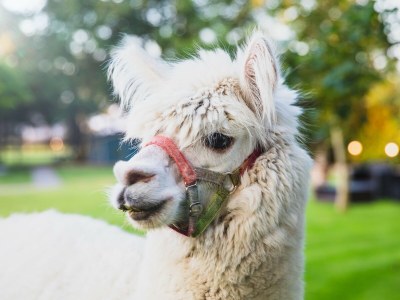 Holiday apartment Mühlenblick auf dem Ferienhof Nordseeblick - Environment photo 27