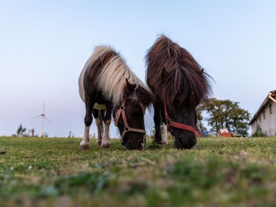 Holiday apartment Mühlenblick auf dem Ferienhof Nordseeblick - Environment photo 32