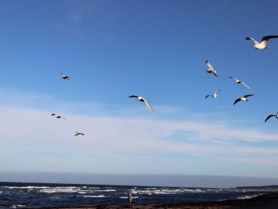 Holiday apartment Mühlenblick auf dem Ferienhof Nordseeblick - Environment photo 36