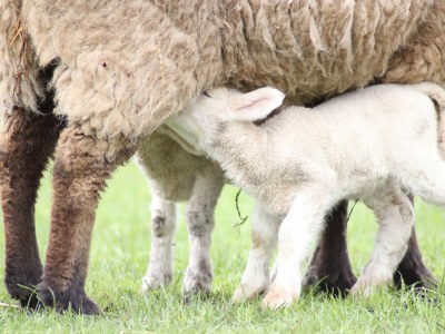 Holiday apartment Mühlenblick auf dem Ferienhof Nordseeblick - Environment photo 37