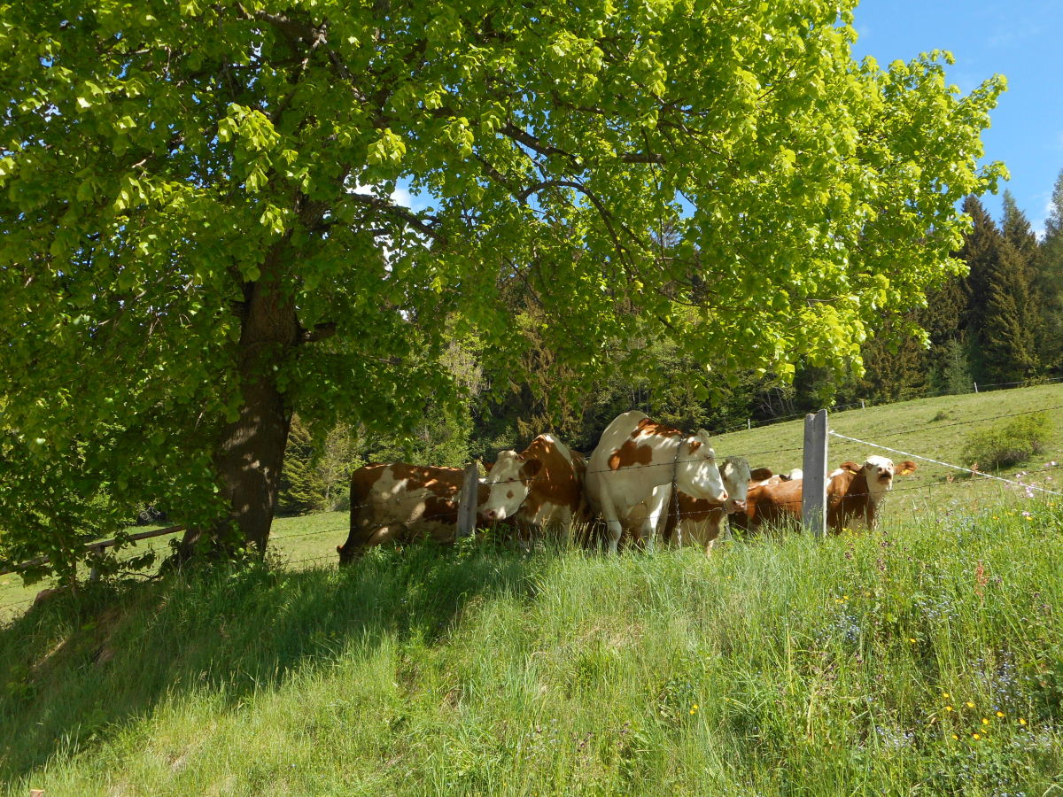 Holiday house Seggl - Outdoor photo 3