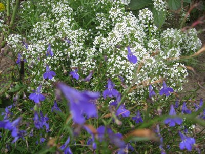 Bungalow Strandbungalow, Boiensdorf - Outdoor photo 3