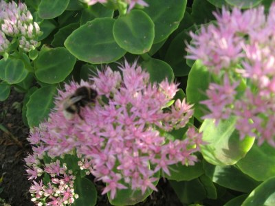 Bungalow Strandbungalow, Boiensdorf - Outdoor photo 38