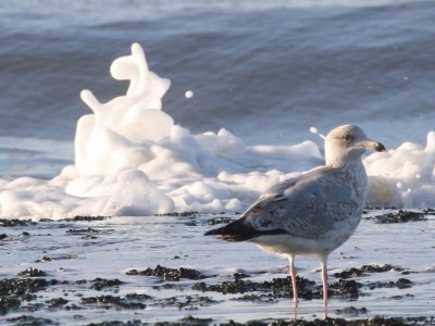 Holiday house de Lodge - Environment photo 19