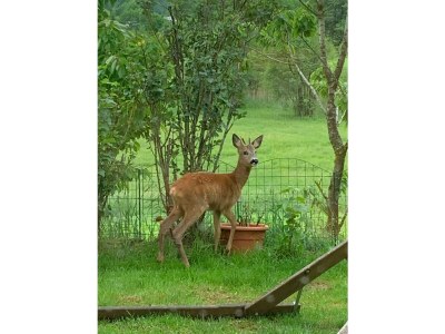 Holiday apartment Irrsee Mondseeland Salzkammergut - Outdoor photo 15