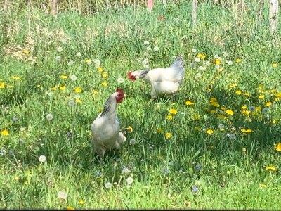 Holiday apartment Irrsee Mondseeland Salzkammergut - Outdoor photo 16