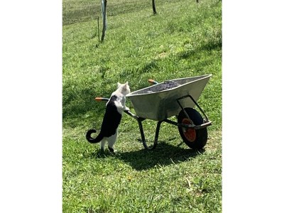 Holiday apartment Irrsee Mondseeland Salzkammergut - Outdoor photo 17