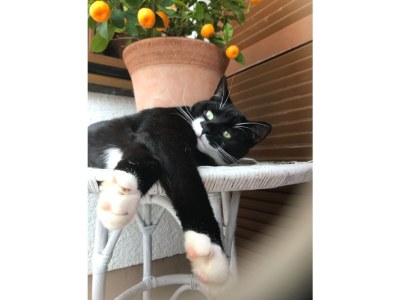 Holiday apartment Irrsee Mondseeland Salzkammergut - Outdoor photo 18