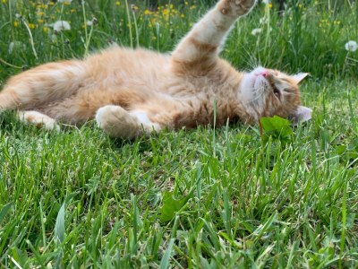 Holiday apartment Irrsee Mondseeland Salzkammergut - Outdoor photo 19