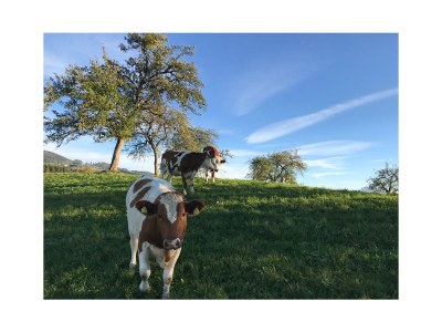 Holiday apartment Irrsee Mondseeland Salzkammergut - Environment photo 21