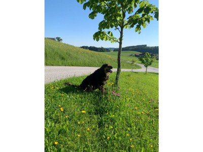 Holiday apartment Irrsee Mondseeland Salzkammergut - Environment photo 23
