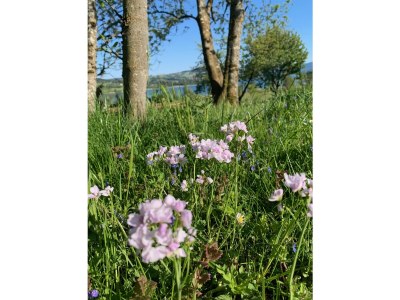 Holiday apartment Irrsee Mondseeland Salzkammergut - Environment photo 24