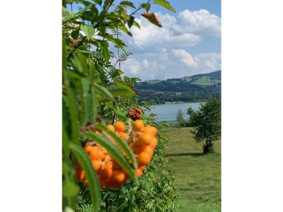 Holiday apartment Irrsee Mondseeland Salzkammergut - Environment photo 25