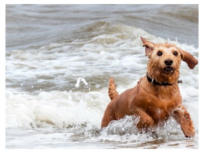 Chalet Chalet Duinpan - Environment photo 24