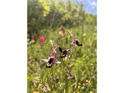 Holiday house Casa Carrettiere - Holiday with your dog in Tuscany - Outdoor photo 8