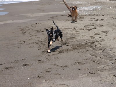 Holiday house Casa Carrettiere - Holiday with your dog in Tuscany - Environment photo 25