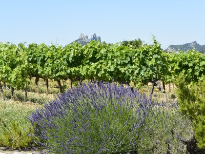 Holiday house Petit Recre - Environment photo 28