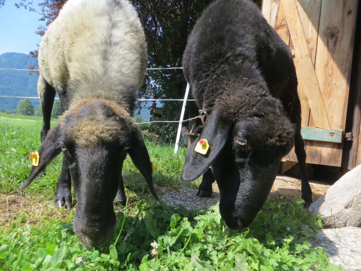 Holiday apartment Watz - Outdoor photo 4