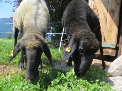 Holiday apartment Watz - Outdoor photo 4