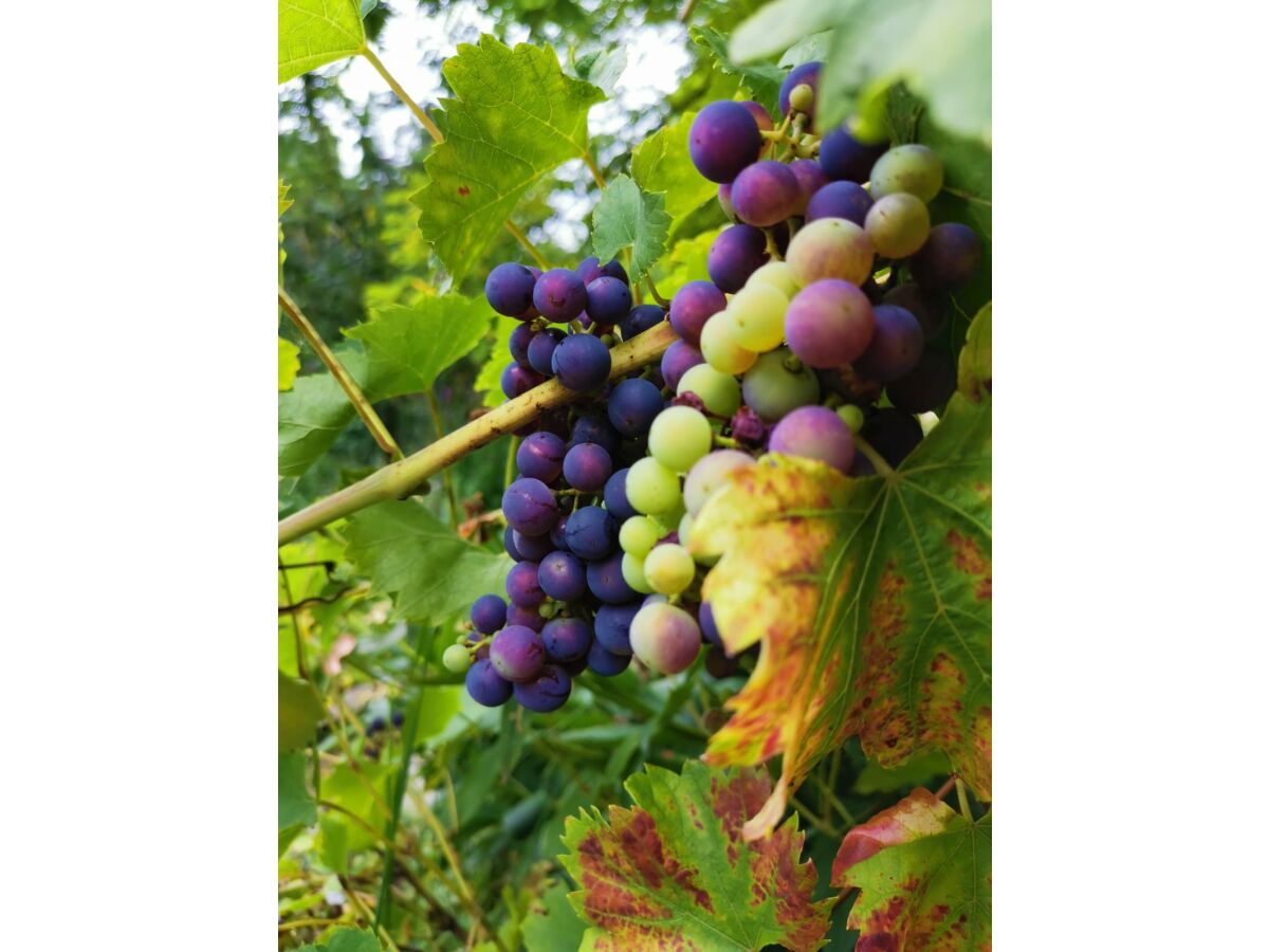 Apartment Green Elephant - Outdoor photo 5