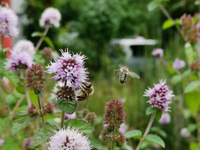 Apartment Green Elephant in Tettnang - Apartment